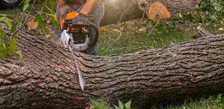 Best Tree Disease Treatment  in , PA