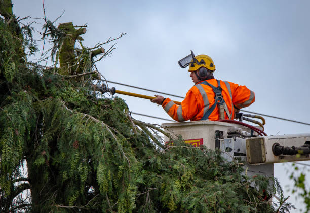 Best Tree Maintenance Programs  in , PA