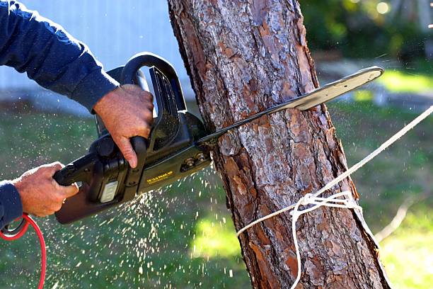 Best Emergency Tree Removal  in , PA