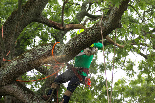 Best Fruit Tree Pruning  in , PA